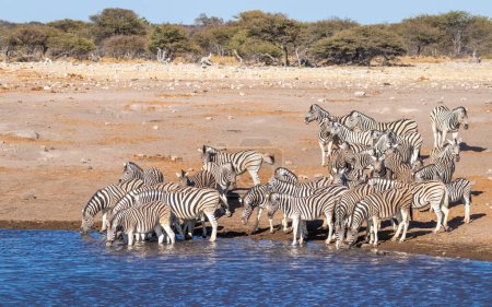 Photo for A Herd of plain zebra ( Equus Burchelli) drinking at the Okaukuejo waterhole, Etosha National Park, Namibia. - Royalty Free Image