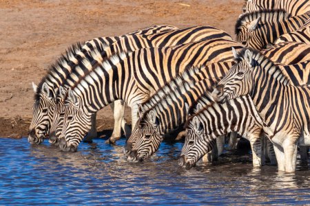 Photo for A Herd of plain zebra ( Equus Burchelli) drinking at the Okaukuejo waterhole, Etosha National Park, Namibia. - Royalty Free Image