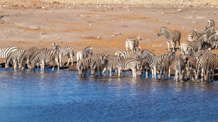 Foto de Una manada de cebra llana (Equus Burchelli) bebiendo en la cuenca del Okaukuejo, Parque Nacional Etosha, Namibia. - Imagen libre de derechos