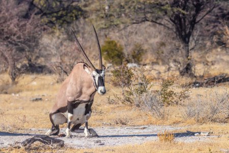 A Gemsbok ( Oryx Gazella) pooping, Etosha National Park, Namibia.