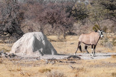Téléchargez les photos : Un Gemsbok (Oryx Gazella) fait caca, parc national d'Etosha, Namibie. - en image libre de droit
