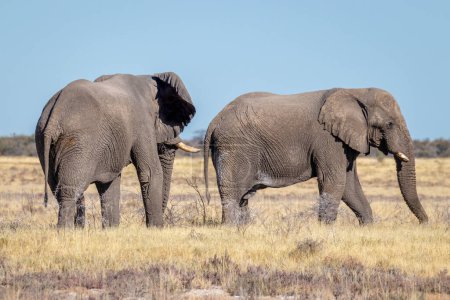 Photo for Two elephants ( Loxodonta Africana) walking through the savanna, Etosha National Park, Namibia. - Royalty Free Image
