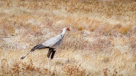 Foto de Secretario de aves (Sagittarius Serpentarius) cazando en las praderas, Parque Nacional Etosha, Namibia. - Imagen libre de derechos
