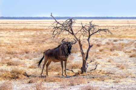 Foto de El ñus azul (Connochaetes taurinus) busca protección contra el sol, Parque Nacional Etosha, Namibia. - Imagen libre de derechos