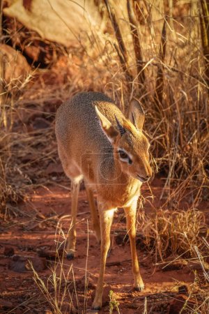 Photo for A male damara dik-dik ( Madoqua Kirkii), Waterberg National Park, Namibia. - Royalty Free Image