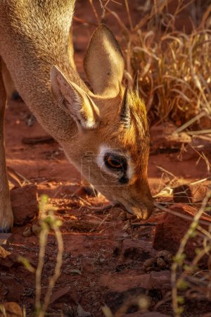 Photo for Head of a male damara dik-dik ( Madoqua Kirkii), Waterberg National Park, Namibia. - Royalty Free Image
