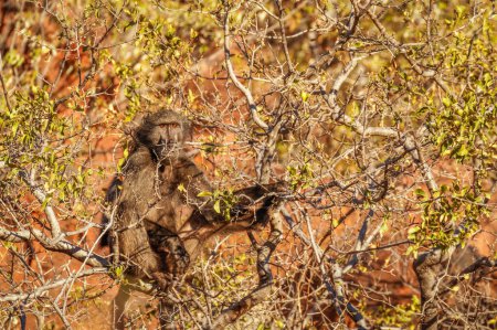 Foto de Un babuino chacma (Papio ursinus) sentado en un árbol, Parque Nacional Waterberg, Namibia. - Imagen libre de derechos