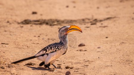 Téléchargez les photos : Bruant à bec jaune (Tockus Leucomelas) assis par terre, Parc national du Waterberg, Namibie. - en image libre de droit