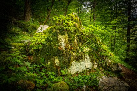 Foto de Vista al bosque musgoso. Bosque musgoso salvaje. Musgo verde en el bosque salvaje. musgo verde del bosque. Bovec, Eslovenia. - Imagen libre de derechos