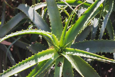 Kandelaber Aloe: Grüne Sukkulente mit sonnenbeschienenen Blättern und Dornen.