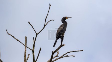 Photo for Cormorant on branch with clear sky, showcasing animal wildlife and nature. - Royalty Free Image