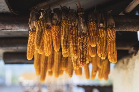 Photo for Golden corn hanging, showcasing delicious food. No people. Selective focus - Royalty Free Image