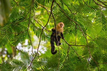 Capuchin monkey gripping branch in jungle, surrounded by greenery and wildlife. Tortuguero National Park Costa Rica