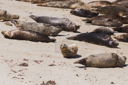 Foto de Grupo de vida silvestre se relaja en la playa de arena con lobos marinos y focas del puerto. - Imagen libre de derechos