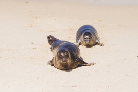 Foto de Dos focas en una playa de arena junto al mar. - Imagen libre de derechos