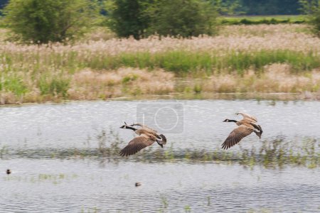 Foto de Apacible dúo de aves volando sobre el agua serena, mostrando la vida silvestre animal. - Imagen libre de derechos
