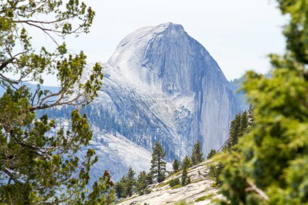 Photo for Captivating nature: coniferous tree in forest, majestic mountain range, serene sky. Half Dome Yosemite National Park California - Royalty Free Image