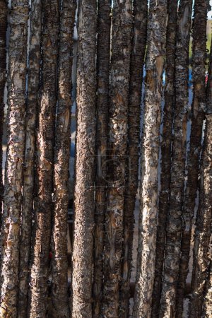 Foto de Foto vertical de una forma de poste de madera única muy espaciada en efecto Sunlit. - Imagen libre de derechos