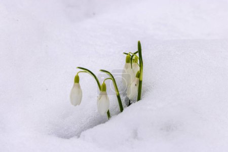 Photo for The snowdrop flower in the snow - Royalty Free Image