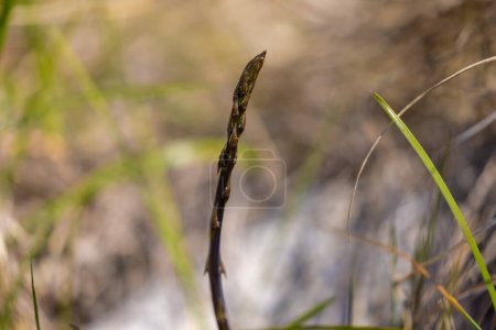 Young asparagus shoots in Istria, Croatia