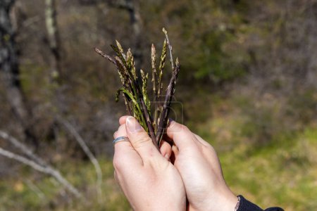 Picking asparagus shoots in Istra, Croatia