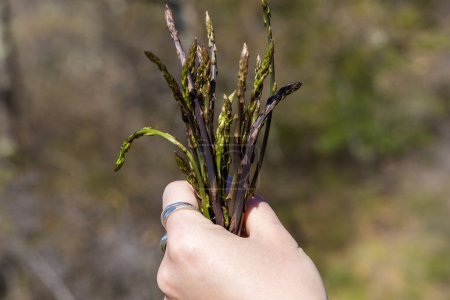 Picking asparagus shoots in Istra, Croatia