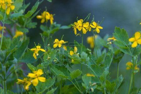 Photo for Chelidonium majus, commonly known as greater celandine - Royalty Free Image