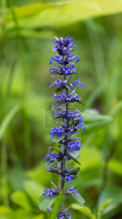 Photo for Ajuga reptans, commonly known as bugle - Royalty Free Image