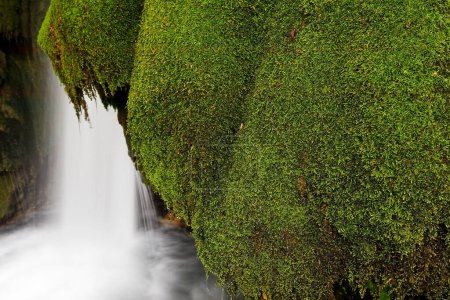 Téléchargez les photos : Cascades et la roche couverte de mousse sur la barrière de tuf, La rivière Krupa, Croatie - en image libre de droit