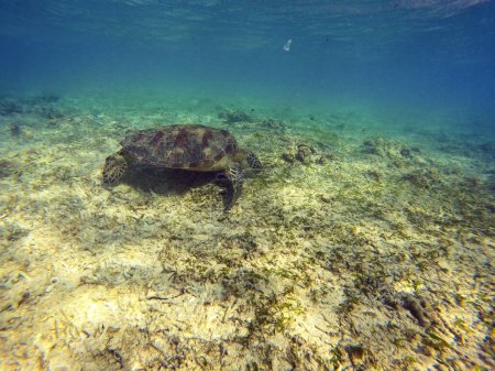 Photo for A sea turtle form the coral reef near Gili Meno, Indonesia - Royalty Free Image