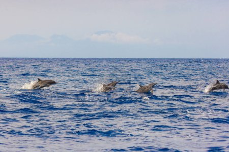 Foto de Delfines en el mar cerca de Lovina, Bali, Indonesia - Imagen libre de derechos