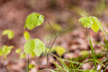 The sapling of Fagus sylvatica, the European beech or common beech on a forest floor