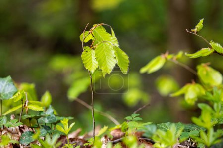 El retoño de Fagus sylvatica, la haya europea o la haya común en un suelo forestal