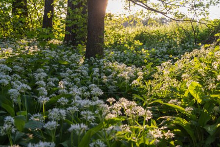 Bear garlic blooming in the forest, lit by the setting sun