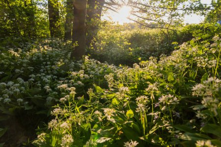 Photo for Bear garlic blooming in the forest, lit by the setting sun - Royalty Free Image