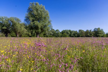 The meadow with Silene flos-cuculi and Ranunculus flowers and distant trees