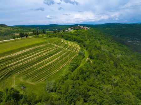 Vineyard terraces near Oprtalj town in Istra, Croatia