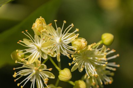 Fleurs de Tilia cordata, tilleul à petites feuilles ou tilleul à petites feuilles