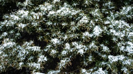 Photo for The leaves of the pine trees are covered with snow in winter. - Royalty Free Image