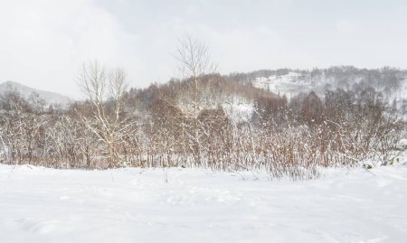 Photo for Trees on the mountain in winter with very thick snow. Because there was a snowstorm, it caused those trees to die. - Royalty Free Image