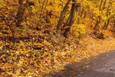 Photo for Sandy escarpment by the road under autumn yellow leaves. - Royalty Free Image
