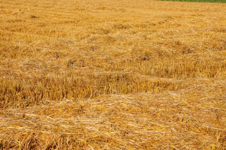 Téléchargez les photos : Maïs dans le champ par une journée ensoleillée juste avant la récolte. L'été. Jour. - en image libre de droit