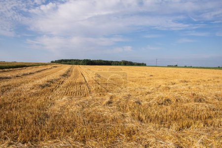 Téléchargez les photos : Maïs dans le champ par une journée ensoleillée juste avant la récolte. L'été. Jour. - en image libre de droit
