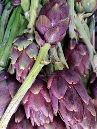 Ripe purple artichokes at the market, close-up, the vegetable looks like an unblown flower. Artichoke vegetable with dark green leaves with a purple tint.  