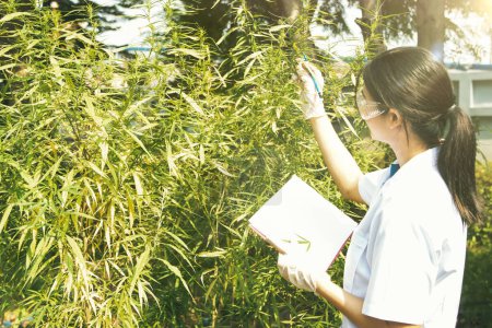 Foto de Investigadora asiática de la ciencia del cannabis examina y señala en portapapeles el cultivo de hierbas de cannabis cultivadas en sistemas al aire libre que observan la madurez de las hojas y las plagas para uso médico: - Imagen libre de derechos