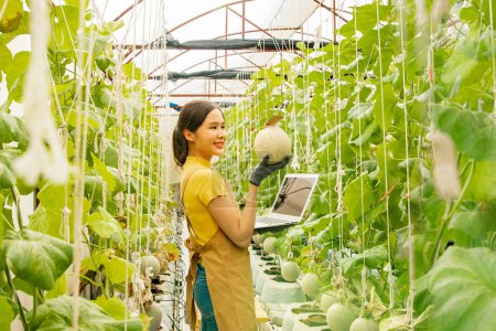 Téléchargez les photos : Jeune agricultrice commerçante asiatique exploitant un ordinateur portable vendant fièrement des melons en ligne en agriculture melon japonaise investissement d'entreprise dans l'agriculture biologique hangar qui pousse magnifiquement et génère des revenus. - en image libre de droit