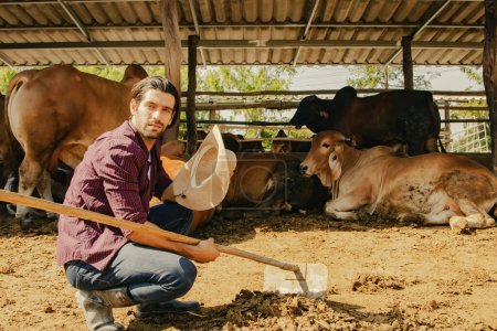 Photo for Focusing caucasian male worker cattle herder Brahman beef farm working outdoors using rake to clean and dry cow dung in the stall and clean up for sanitation and collect it as manure for agriculture. - Royalty Free Image