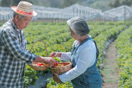 Téléchargez les photos : Couple de personnes âgées asiatiques Travaillant et heureux ensemble dans la ferme de fraises, femme tenant un panier de fraises qui récoltent des produits dans leur ferme biologique. à la saison des récoltes et à l'âge de la retraite. - en image libre de droit