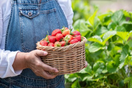 Téléchargez les photos : Une agricultrice asiatique âgée qui montre un panier rempli de fraises rouges qu'il a récoltées dans la ferme de fraises. à l'agriculture et aux fermes biologiques concept. - en image libre de droit