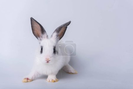 Un joli petit lapin aux oreilles pointues, à la fourrure blanche et aux yeux étincelants. Sur fond blanc isolé Basé sur les concepts de Pâques et de vacances